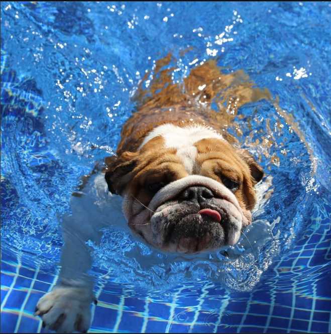 Coco - Roscoe's chill brother.