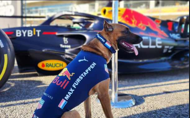 Redbull's team dog