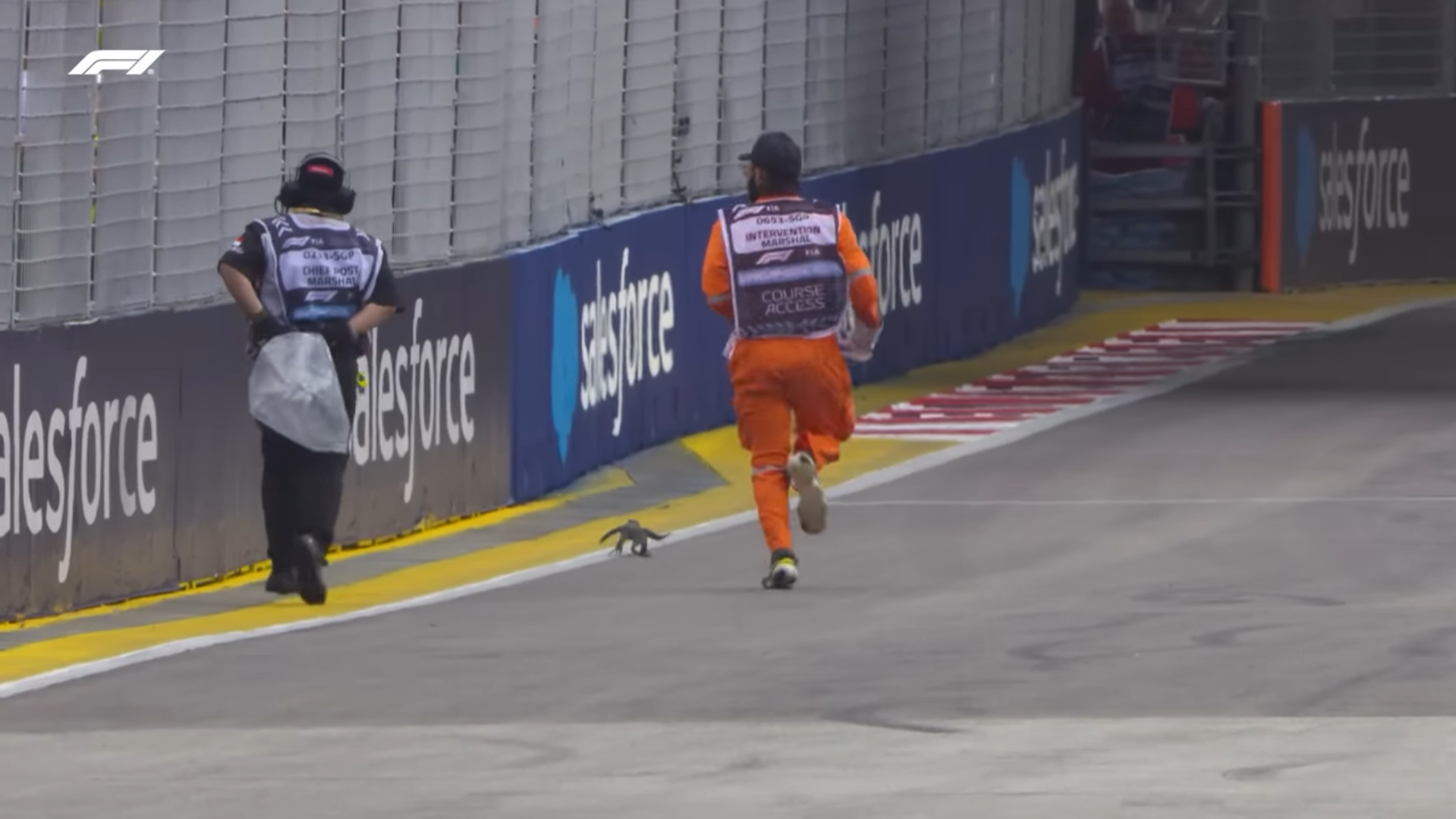 Track marshals chase after a lizard on track