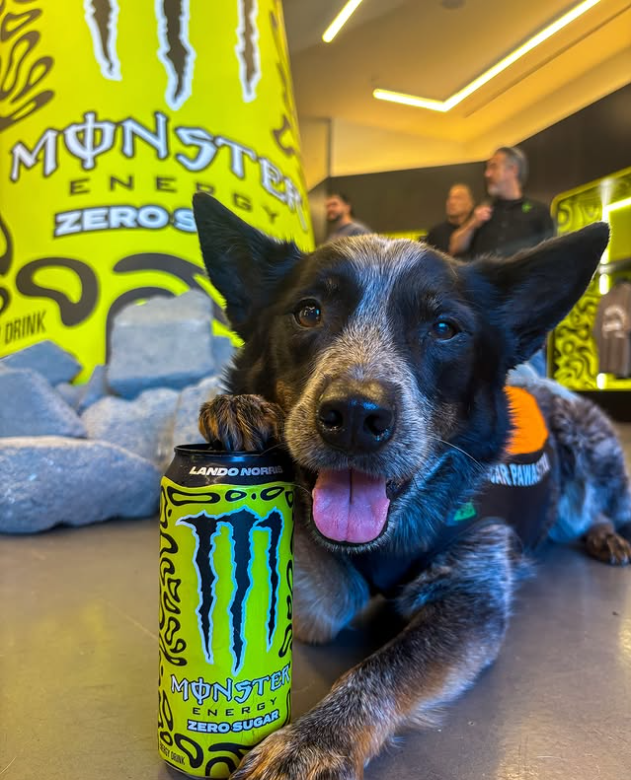 Pawastri visting the Lando Norris pop up shop