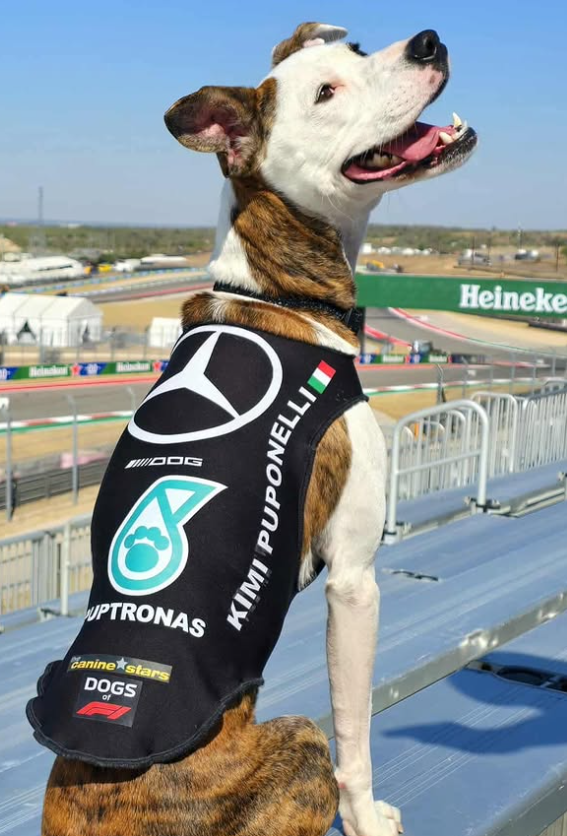Mercedes team dog