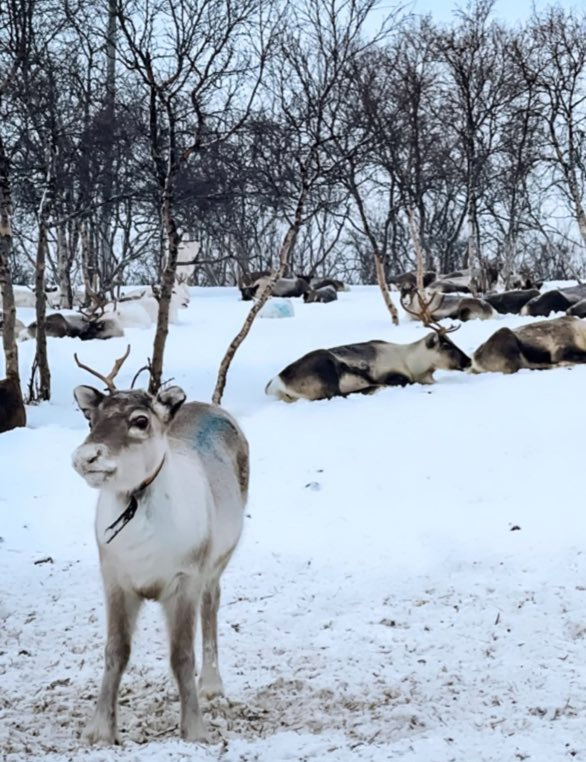 Valtteri Botta's reindeer